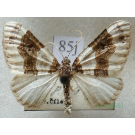 Cosmorhoe ocellata (Linnaeus, 1758) Paśnik dwuziernik Czech85j
